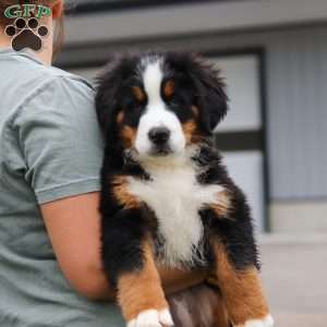 Casey, Bernese Mountain Dog Puppy